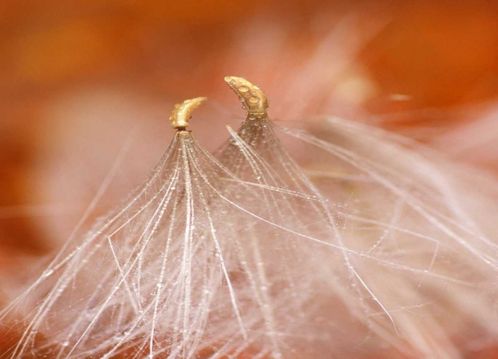 USA, New Hampshire, Seedheads dancing